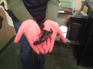 Hate Creepy Crawlers? Get Some Bug Therapy at Insectropolis