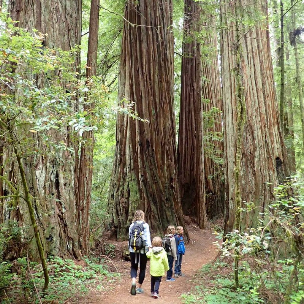 RVFTA #155 Greetings from the Redwoods National and State Parks in California!